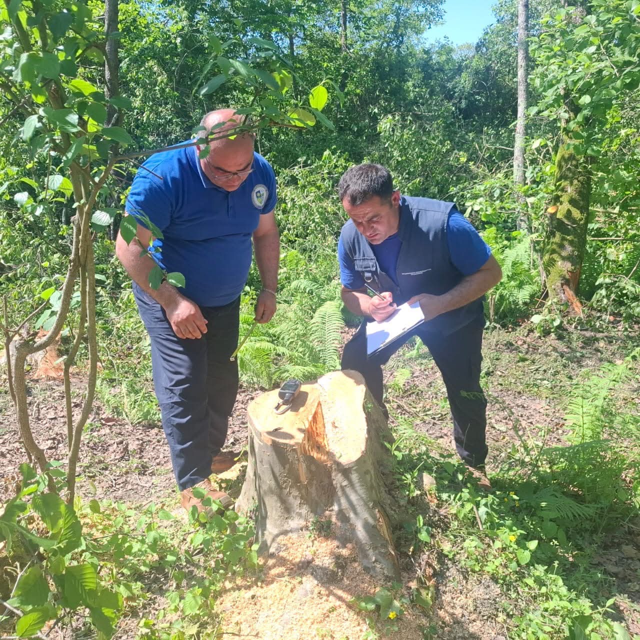 The Department of Environmental Supervision has identified cases of illegal logging in Samegrelo