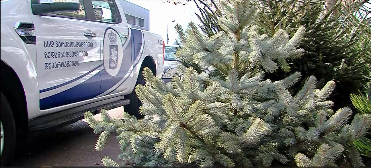 წიწვოვანი ხე-მცენარეების მოპოვებაზე, ტრანსპორტირებასა და რეალიზაციაზე კონტროლი მკაცრდება