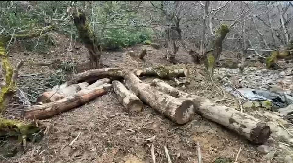 გარემოსდაცვითი ზედამხედველობის დეპარტამენტმა იმერეთში ხე-ტყის უკანონო მოპოვების ფაქტები გამოავლინა